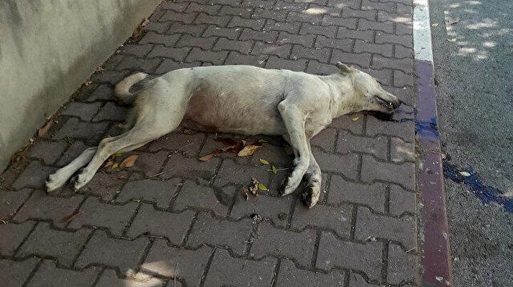 Antalya’daki iki parkta zehir paniği: 10 gün içinde 30 kedi ve köpek öldü