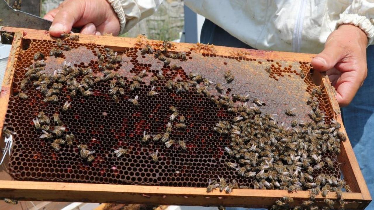 Bal üretimi 300 tondan 30 tona düştü