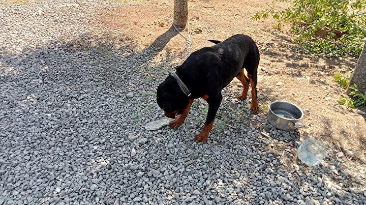 Emlak firmasının köpeği toprağı eşeledi cinayet ortaya çıktı