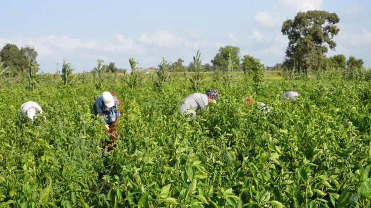 Kapya biber üreticinin yüzünü güldürüyor