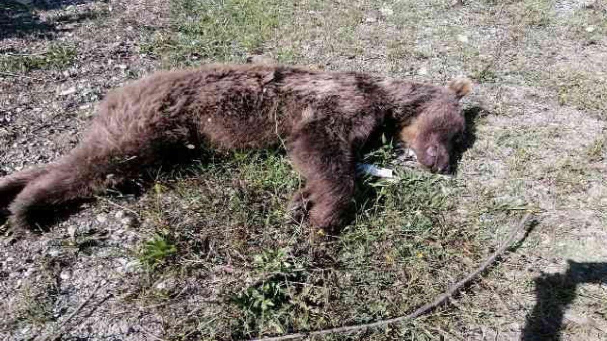 Zonguldak’ta kamyonetin çarptığı ayı öldü