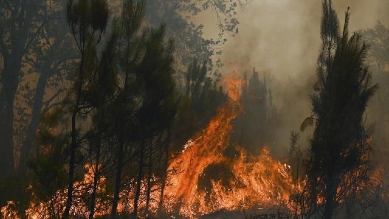 Almanya’da Harz Dağları’nda orman yangını çıktı