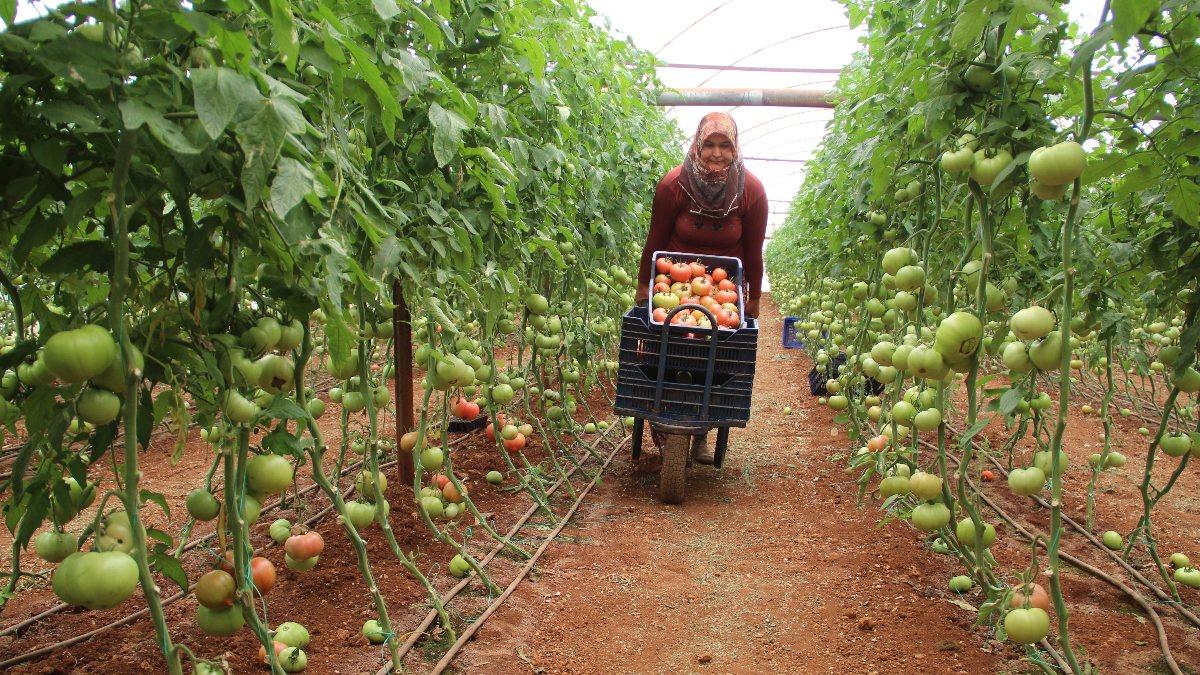 Antalyalı çiftçiler: Bu yıl domatese olan talep yüzde 30 daha fazla