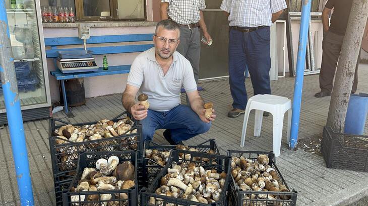 Ayı mantarı köylünün gelir kapısı oldu