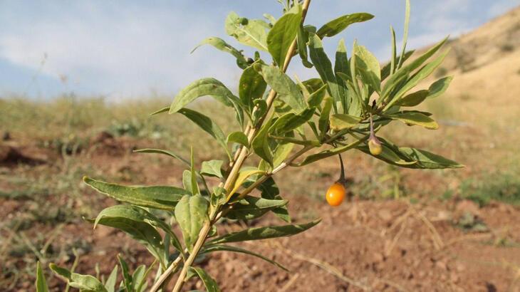 Bayburt’ta goji berry fideleri meyve vermeye başladı