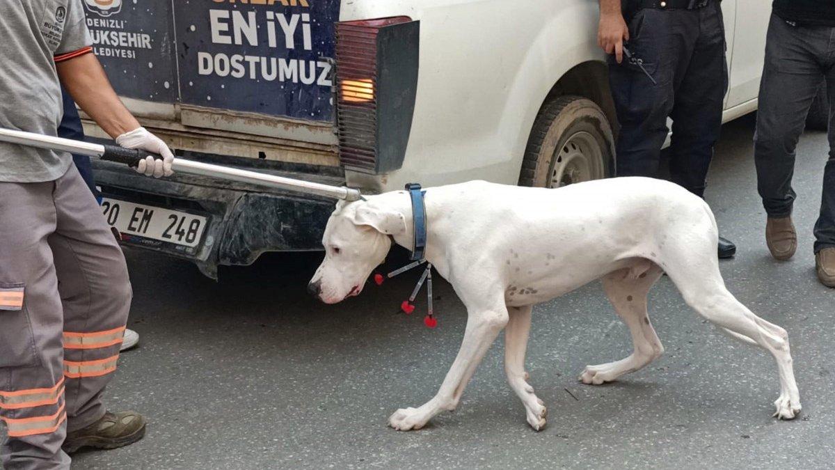 Denizli’de köpek, vazifesi başındaki polisi ısırdı