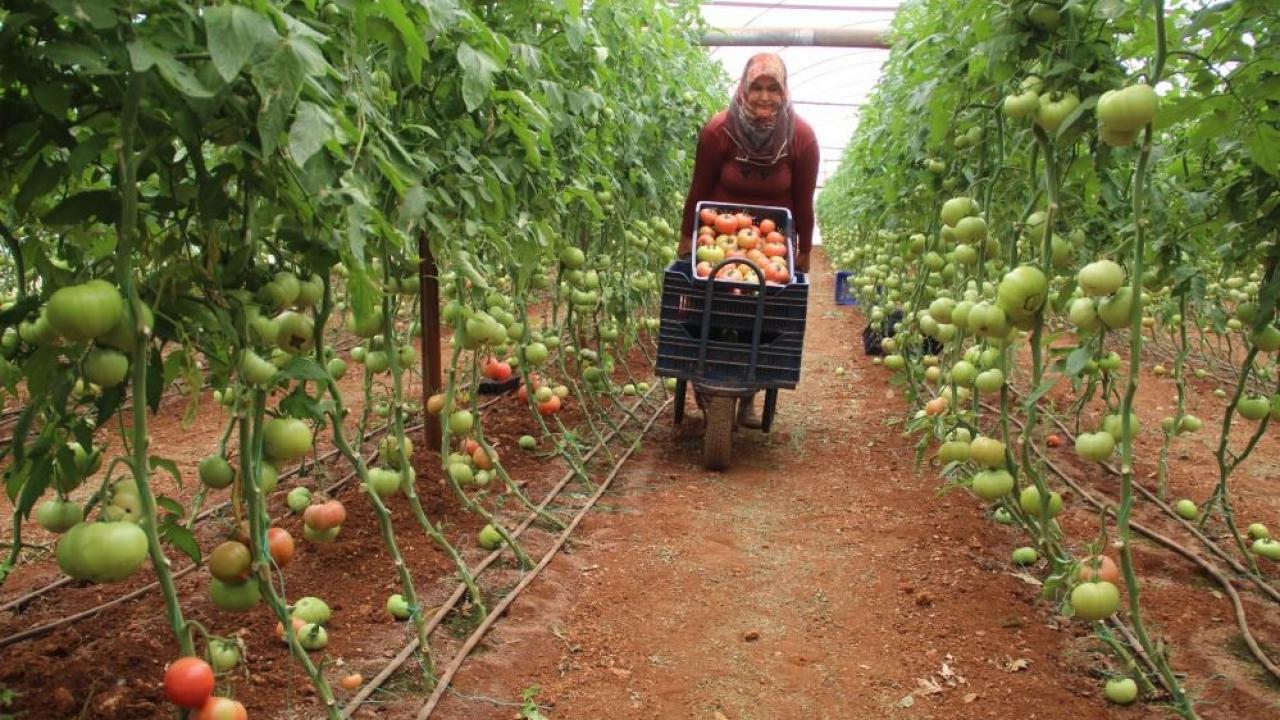 Domatese olan talep yüzde 30 arttı