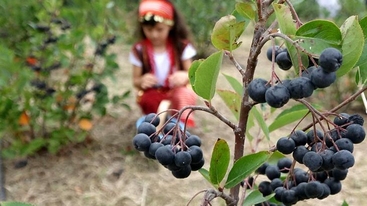 Karadeniz’in yeni meyvesi aronya için hasat zamanı