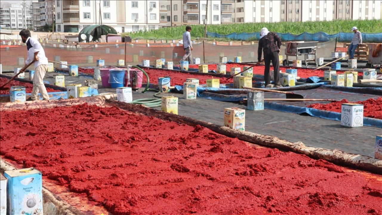 Şanlıurfa’da “isot reçeli” sezonu başladı