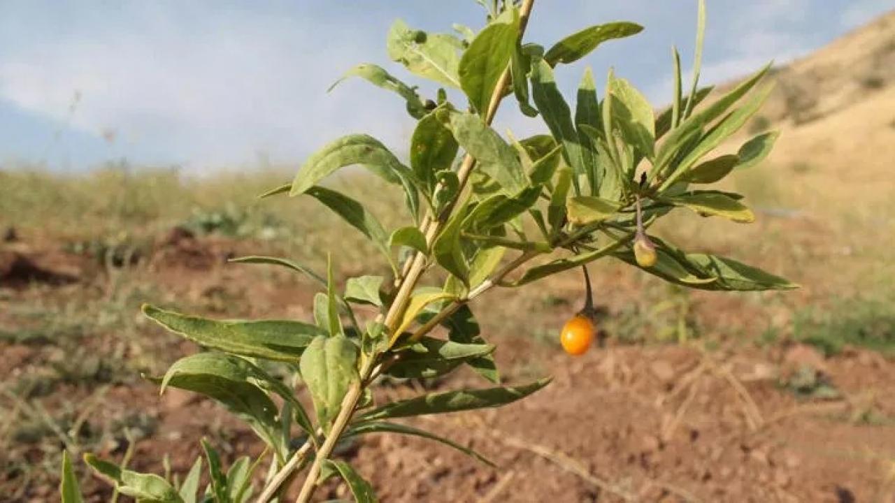 Goji berry fideleri meyve vermeye başladı