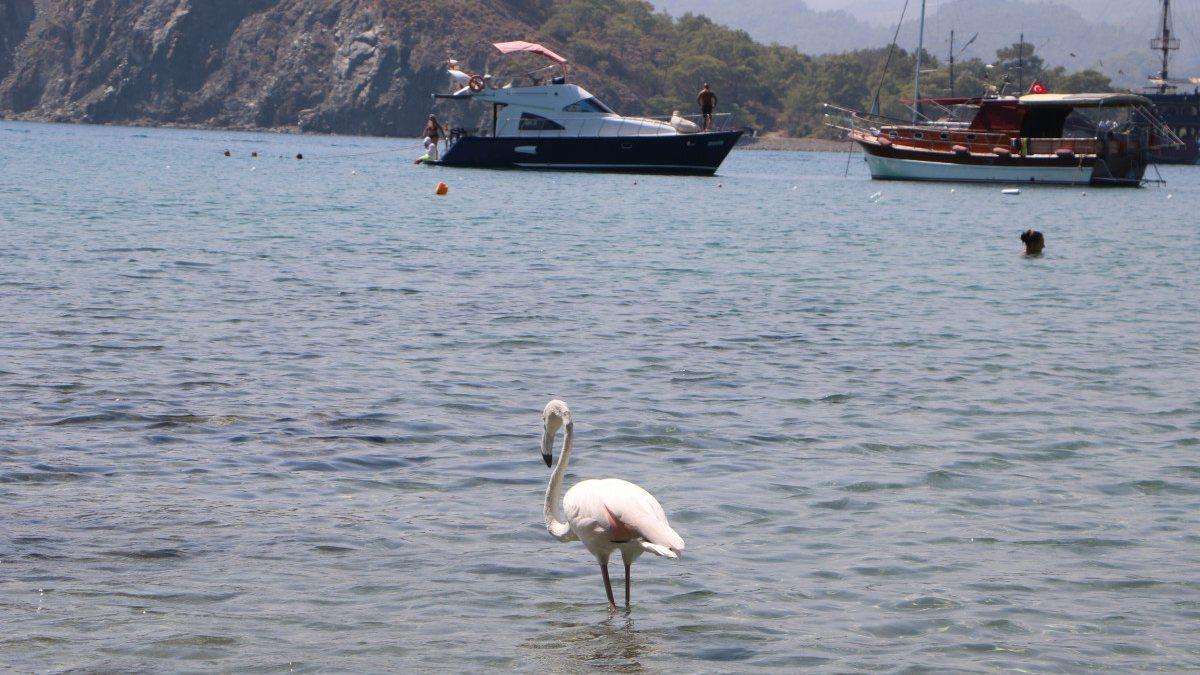 Phaselis Antik Kenti’nde flamingo sürprizi