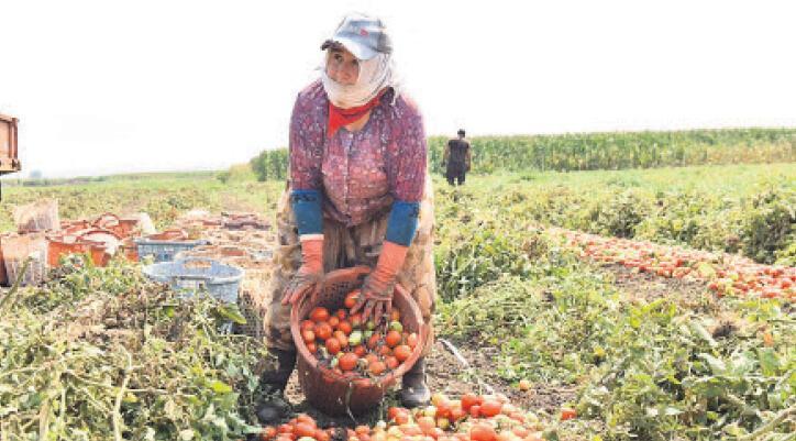 Salçaya yakın takip